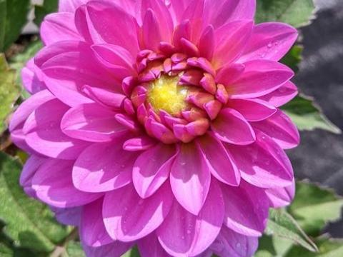 Dahlia 'Karma Lagoon'