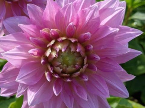 Dahlia 'Lavender Perfection'