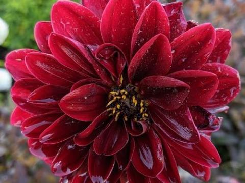 Dahlia 'Manoa'