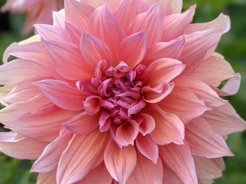 Dahlia 'Mango Madness'
