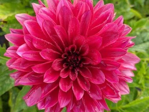 Dahlia 'Melody Mambo'