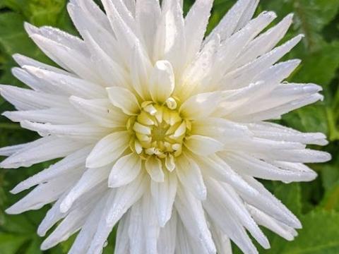 Dahlia 'My Love'