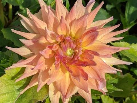 Dahlia 'Penhill Autumn Shade