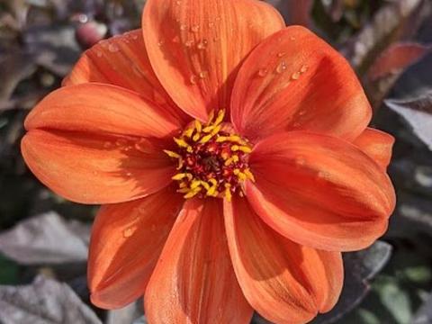 Dahlia 'Bishop of Oxford'