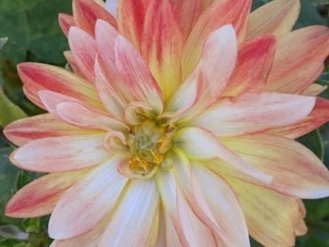 Dahlia 'Pennylane'