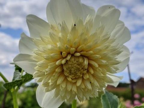 Dahlia 'Platinum Blonde'