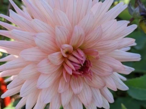 Dahlia 'Preference'