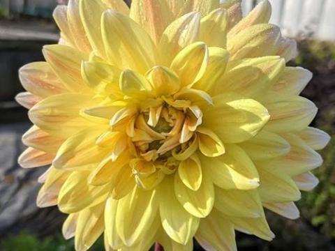 Dahlia 'Seattle'