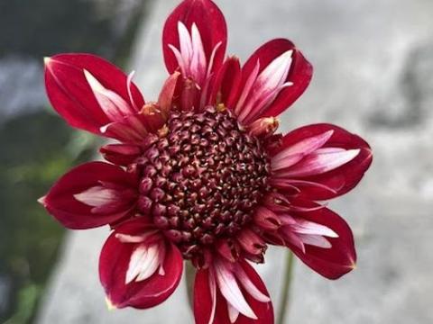 Dahlia 'Speech'