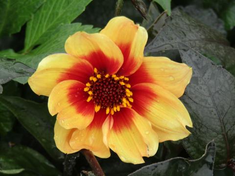 Dahlia 'Sunshine'