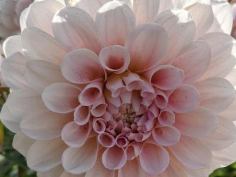 Dahlia 'Sweet Nathalie'