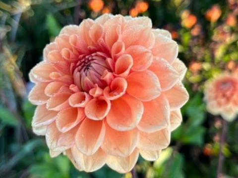 Dahlia 'Sylvia'