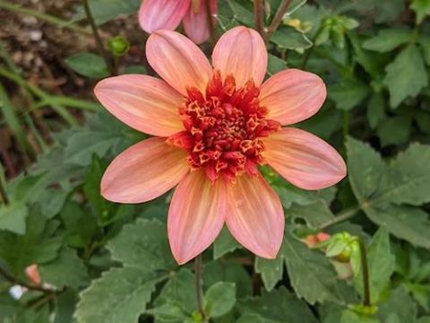 Dahlia 'Totaly Tangerine'