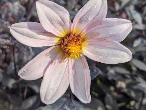 Dahlia 'Twynings After Eight'