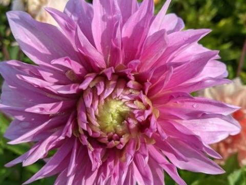 Dahlia 'Vassio Meggos'