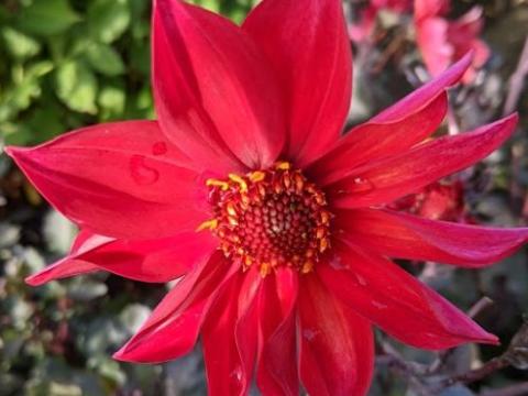 Dahlia 'Waltzing Mathilda'