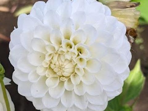 Dahlia 'White Aster'