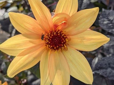 Dahlia 'Bishop of York'