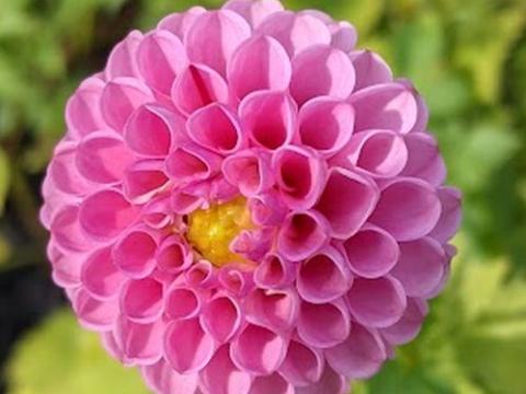 Dahlia 'Zippity Do Da'