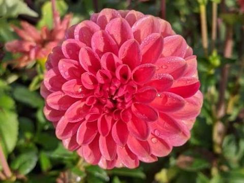 Dahlia 'Zundert Mystery Fox'