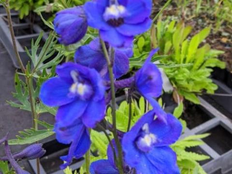 Delphinium Bel. 'Bellamosum'