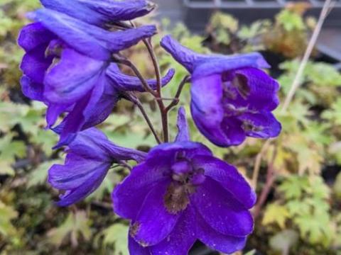 Delphinium Pac. 'Black Knight'