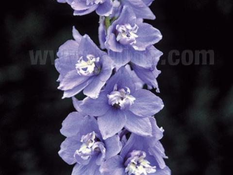 Delphinium Pac. 'Blue Bird'