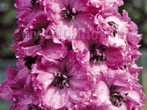 Delphinium elatum 'Dusky Maidens'