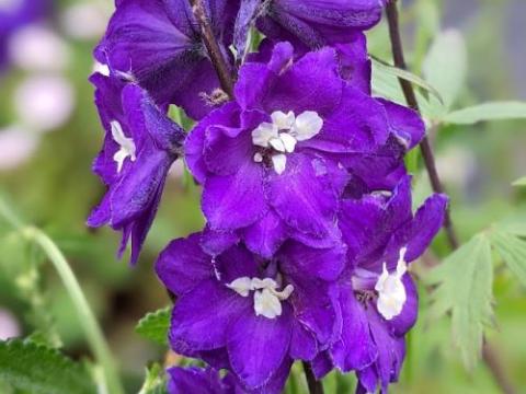 Delphinium elatum 'Purple Passion'