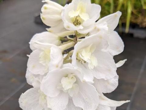 Delphinium Pac. 'Galahad'