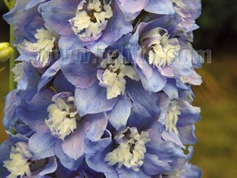 Delphinium Pac. 'Summer Skies'