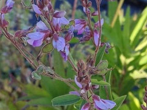 Desmodium canadense
