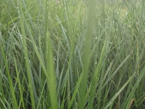 Deschampsia cespitosa