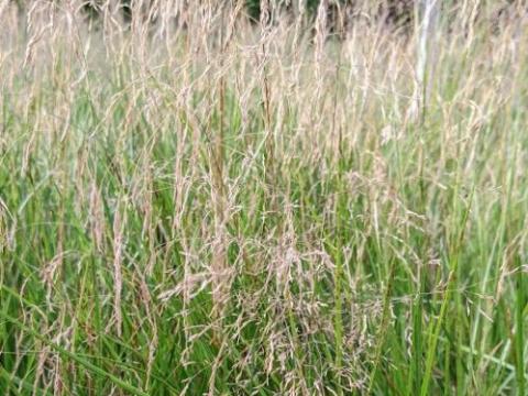Deschampsia ces. 'Goldschleier'
