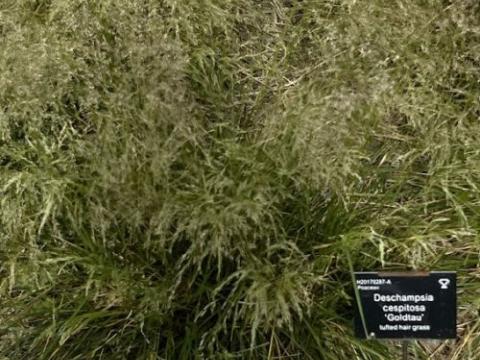 Deschampsia ces. 'Goldtau'