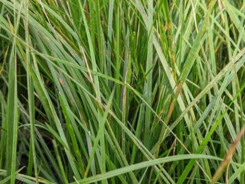 Deschampsia ces. 'Schotland'
