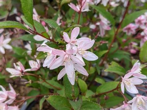 Deutzia 'Pink'