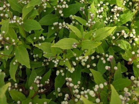 Deutzia gracilis 'Nikko'