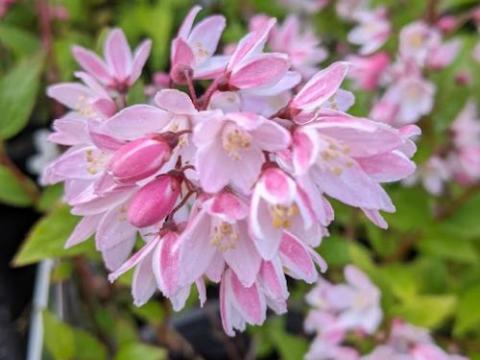 Deutzia 'Yuki Cherry Blossom' ®