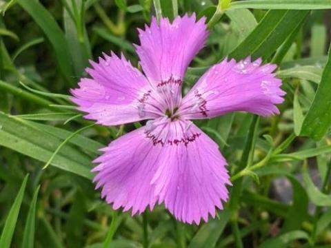 Dianthus amurensis