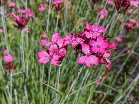 Dianthus carthusianorum