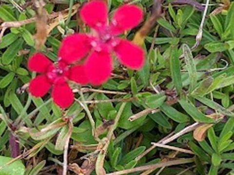 Dianthus deltoides 'Flashing Light'