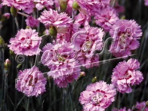 Dianthus plum. 'Nanus Roseus'