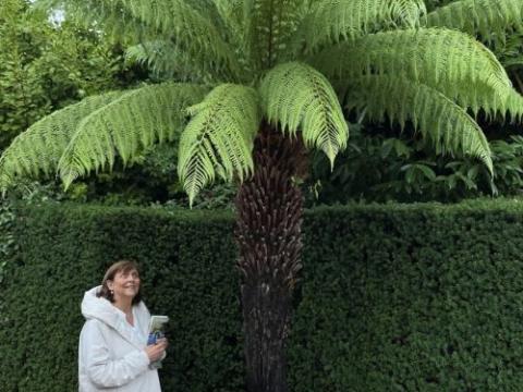 Dicksonia antarctica