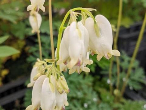 Dicentra formosa 'Aurora'