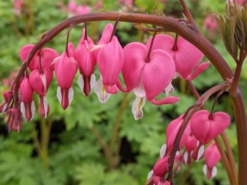 Dicentra spectabilis