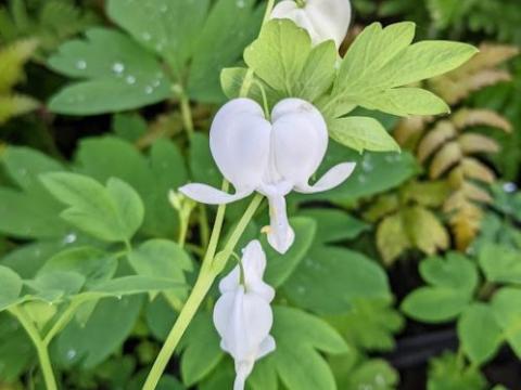 Dicentra spectabilis 'Alba'