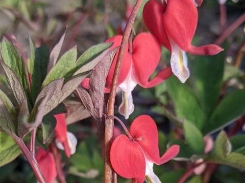 Dicentra spectabilis 'Valentine' PBR