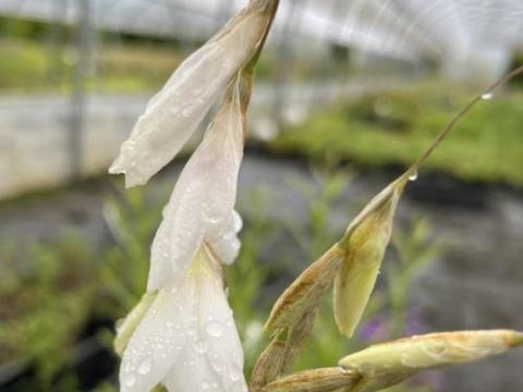 Dierama  pulcherima 'Album'