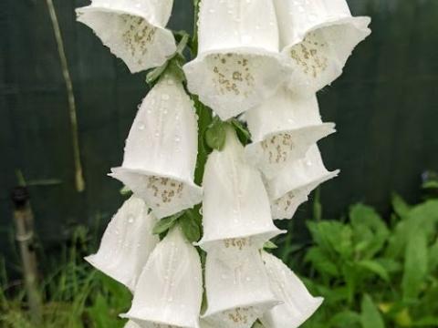 Digitalis purpurea 'Alba'